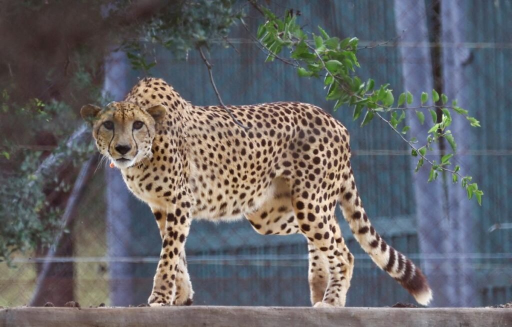 cheetah magnificent but fragile experts list concerns for cheetahs hd picture