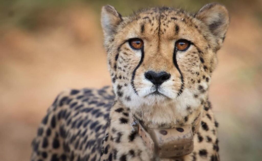 cheetah magnificent but fragile experts list concerns for cheetahs hd picture