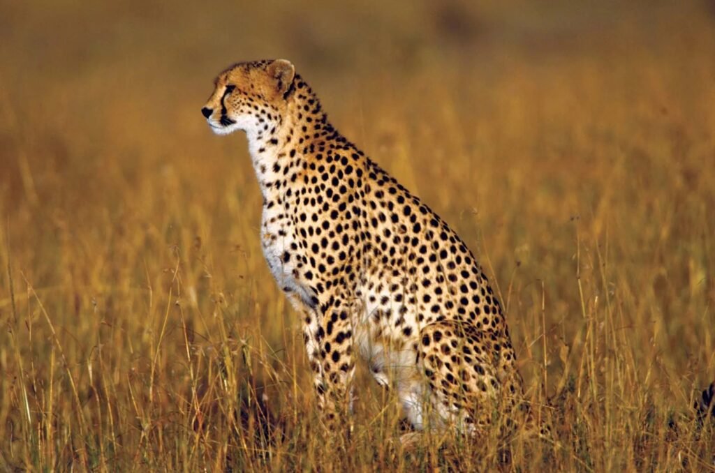 cheetah magnificent but fragile experts list concerns for cheetahs hd picture