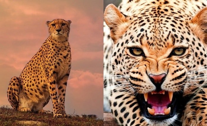 cheetah magnificent but fragile experts list concerns for cheetahs hd picture