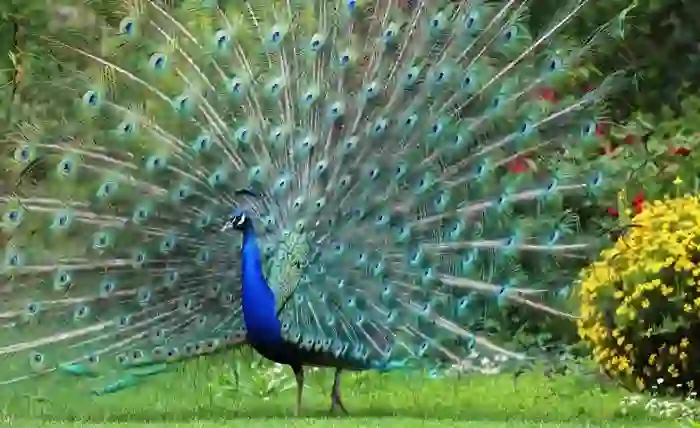 national peacock day