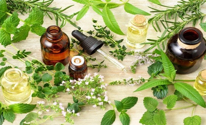 mentha oil