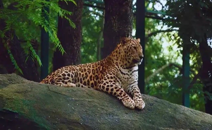 Bannerghatta National Park