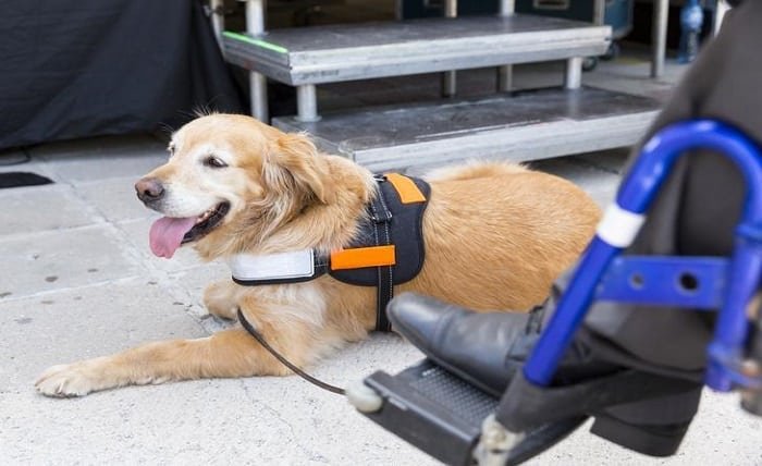 Ideal Service Dogs