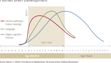 HUMAN BRAIN DEVELOPMENT