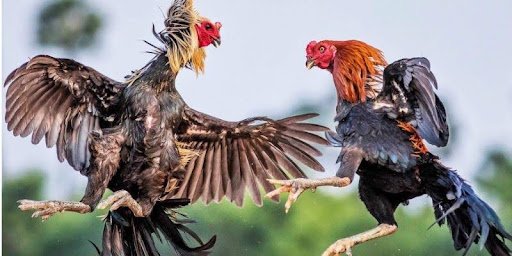 Cockfighting 