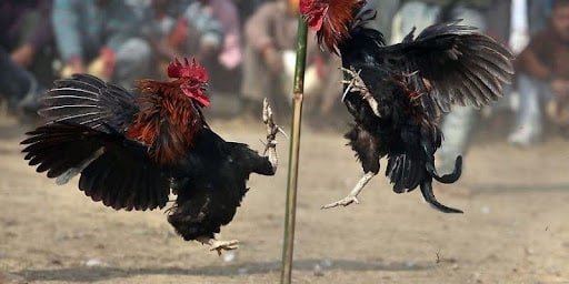 Cockfighting 