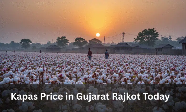 Latest Kapas Price in Gujarat Rajkot Today | Cotton Market Trends