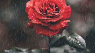 shayari