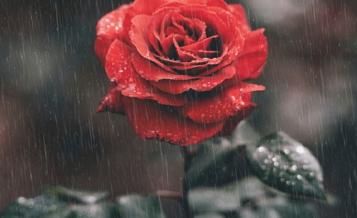 shayari