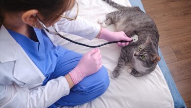 Veterinary Care