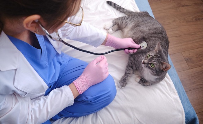Veterinary Care
