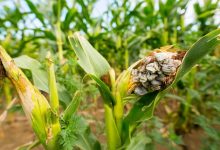 Seasonal Fungal Diseases