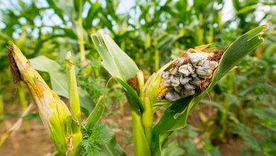 Seasonal Fungal Diseases