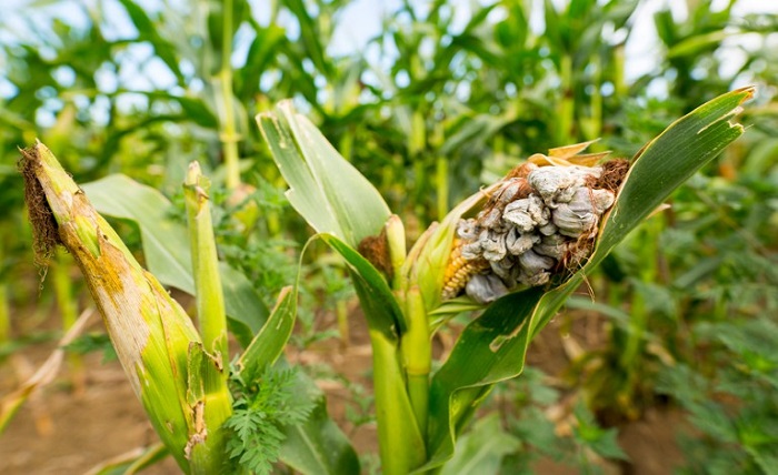 Seasonal Fungal Diseases